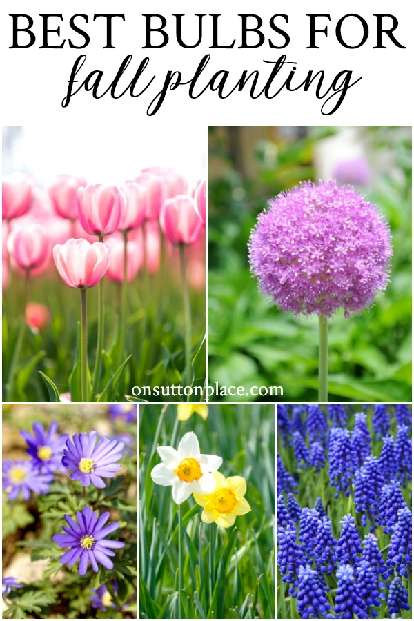 Best Bulbs for Fall Planting: 5 favorites to plant in the fall months for spring and summer blooms. Includes tips and advice from a DIY gardener. #flowers #gardening #springblooms #gardeningideas