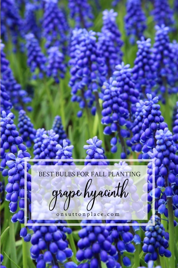 Best Bulbs for Fall Planting: 5 favorites to plant in the fall months for spring and summer blooms. Includes tips and advice from a DIY gardener. #flowers #gardening #springblooms #gardeningideas best bulbs for fall planting grape hyacinth 2019