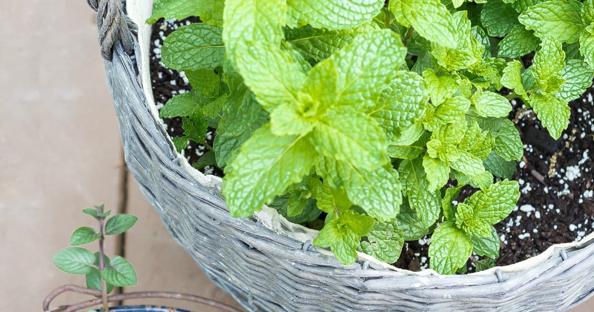 9 Good Reasons to Grow a Mint Plant - On Sutton Place