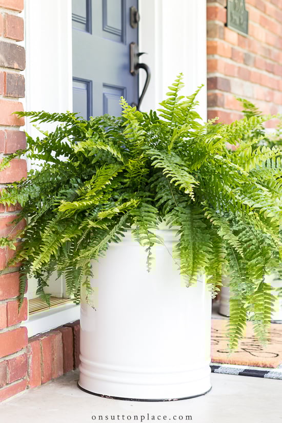 fern in white planter