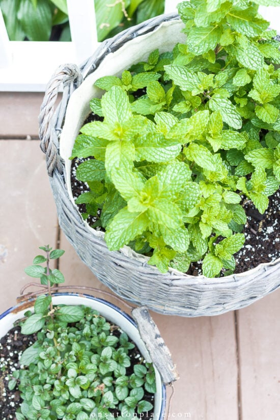 After reading these 9 reasons to grow a mint plant, you will definitely do it! Use the mint leaves in recipes, flower arrangements, to repel bugs, and more!