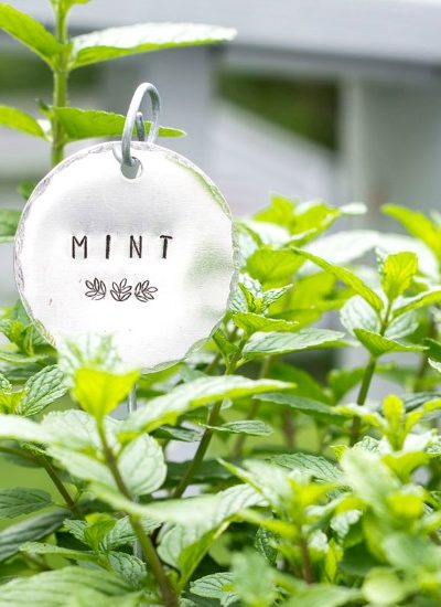 mint plant marker fi
