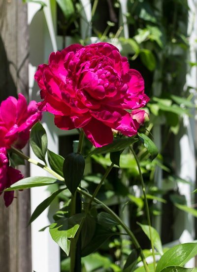 growing peonies dark pink kansas fi