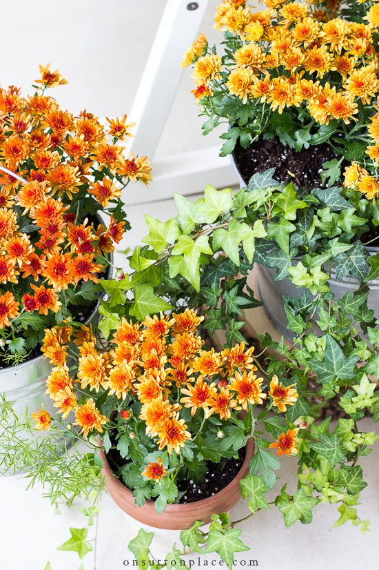 orange mums with ivy