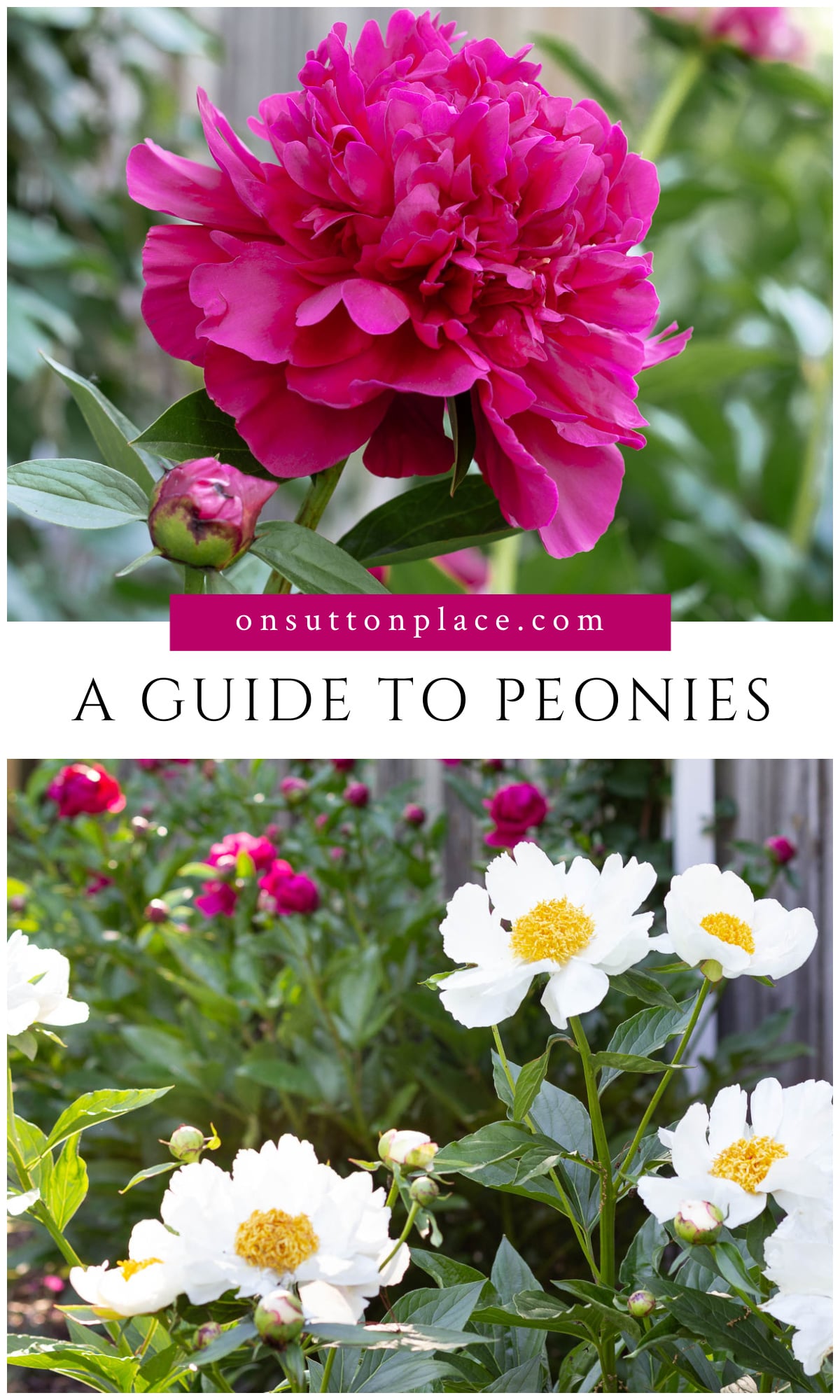 Mastering Peonies Care: A Complete How-To Guide - On Sutton Place