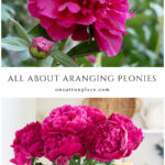 all about arranging peony flower bouquets collage pin