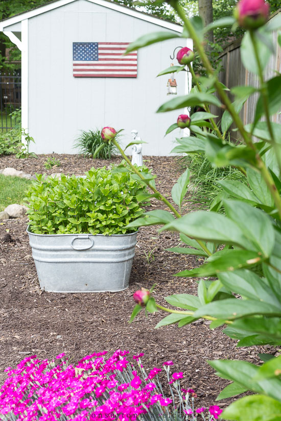 garden with dianthus herbs peonies shed