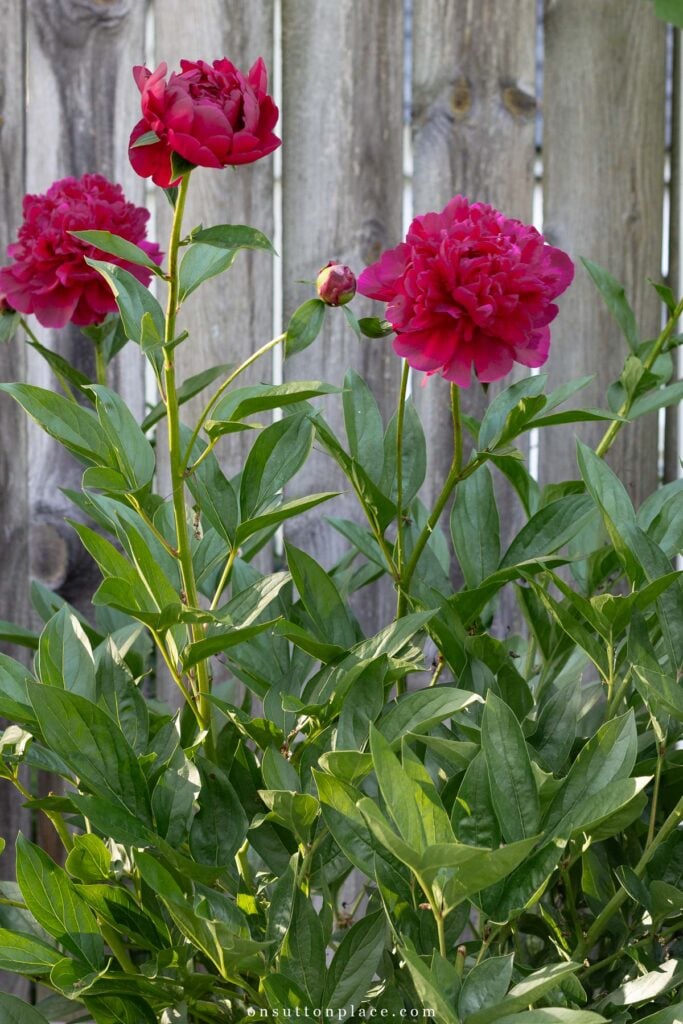 kansas peonies in garden