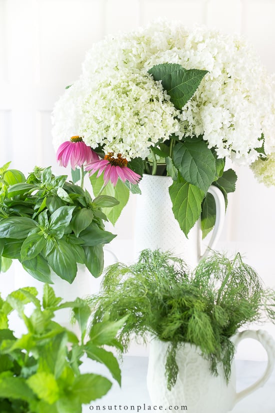 Image of Hydrangea arborescens annabelle bush in vase