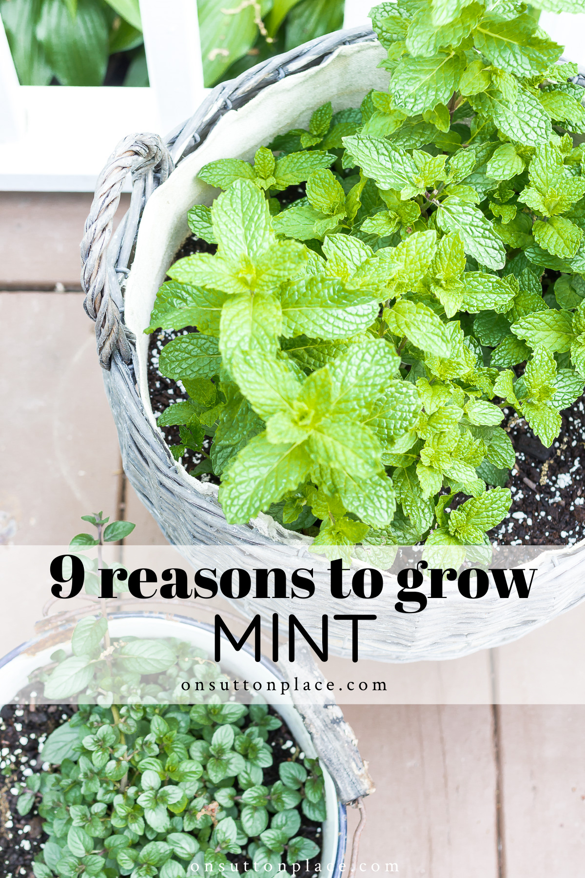 9 Good Reasons to Grow a Mint Plant On Sutton Place