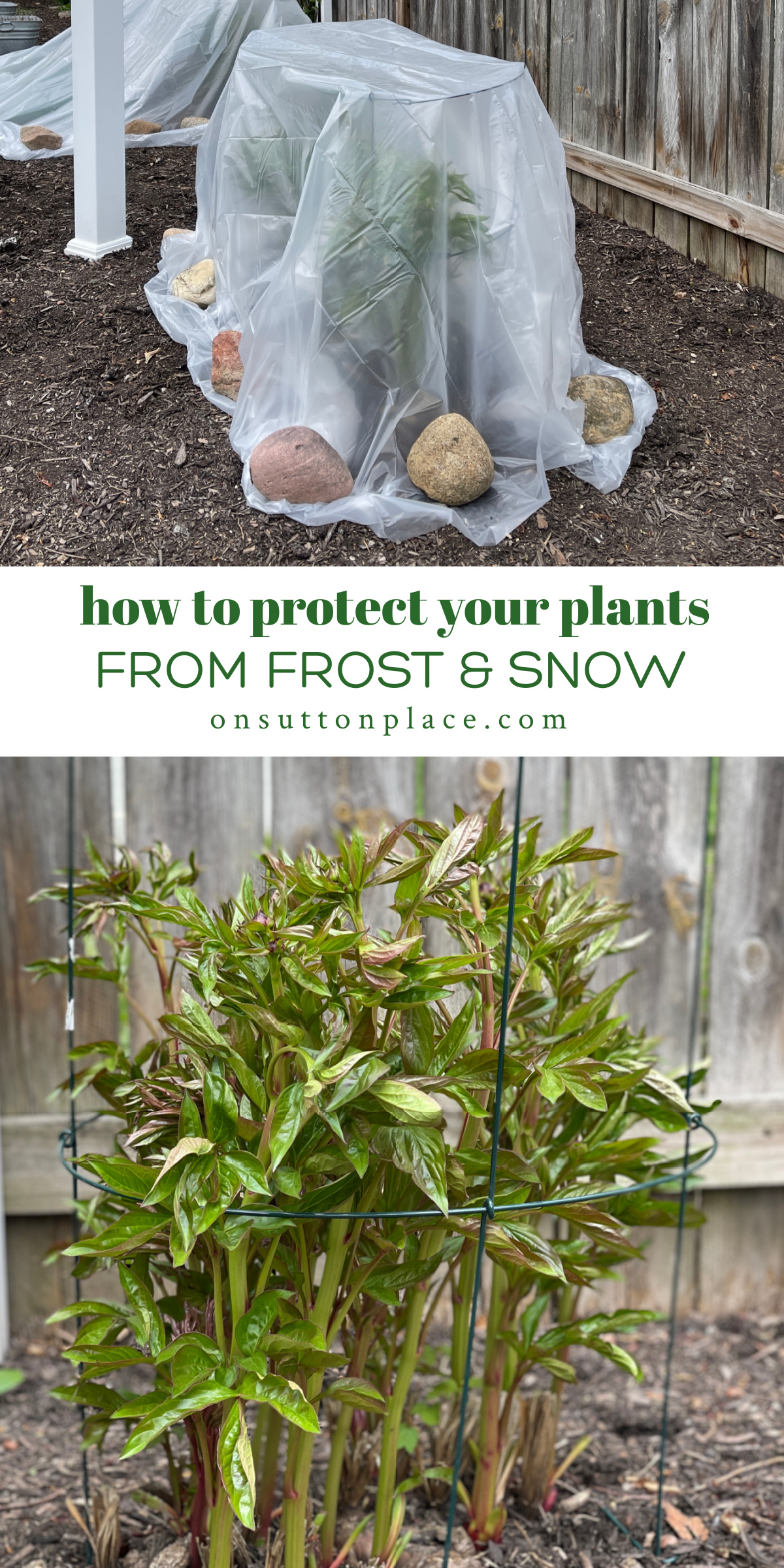 How to Protect Plants from Frost & Snow On Sutton Place