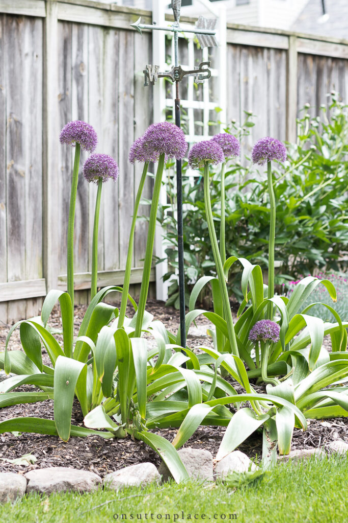 purple allium in cottage garden hss