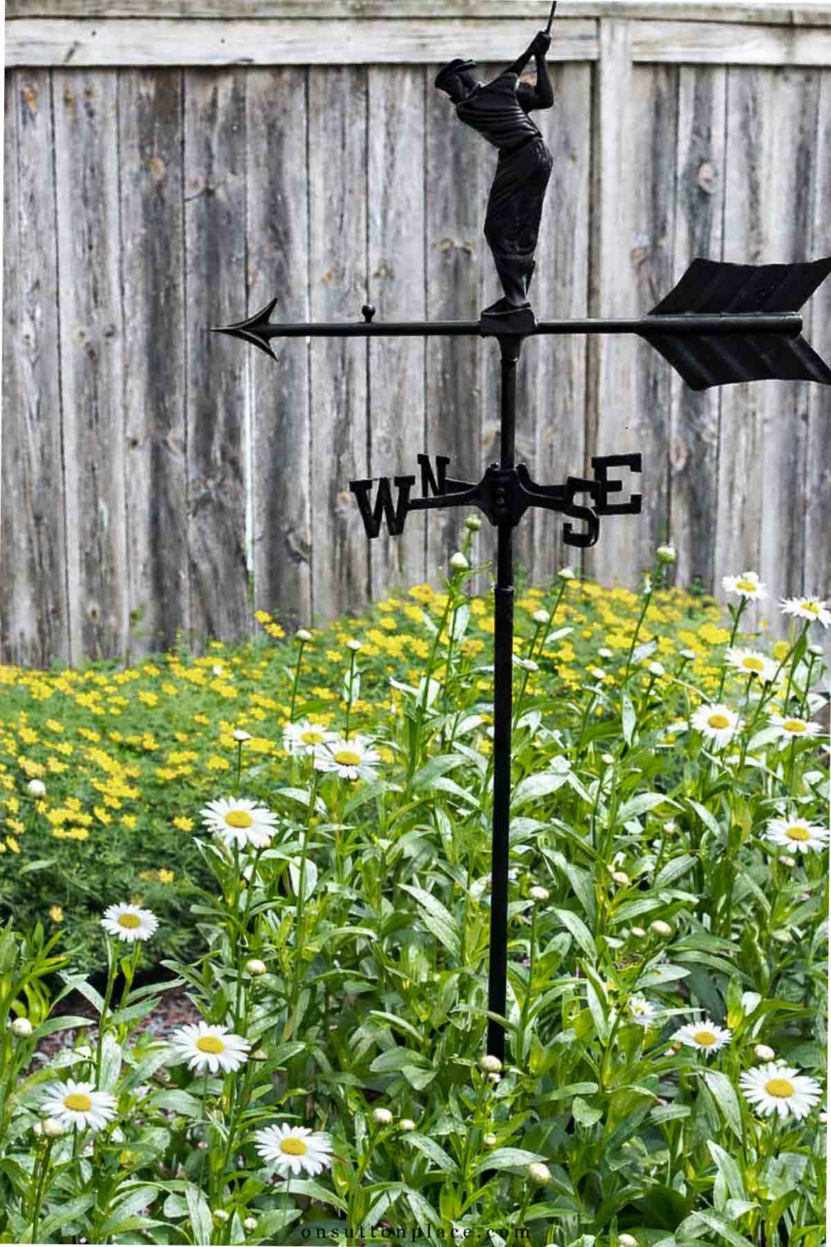 golfer weathervane in lush garden of daisies and coreopsis