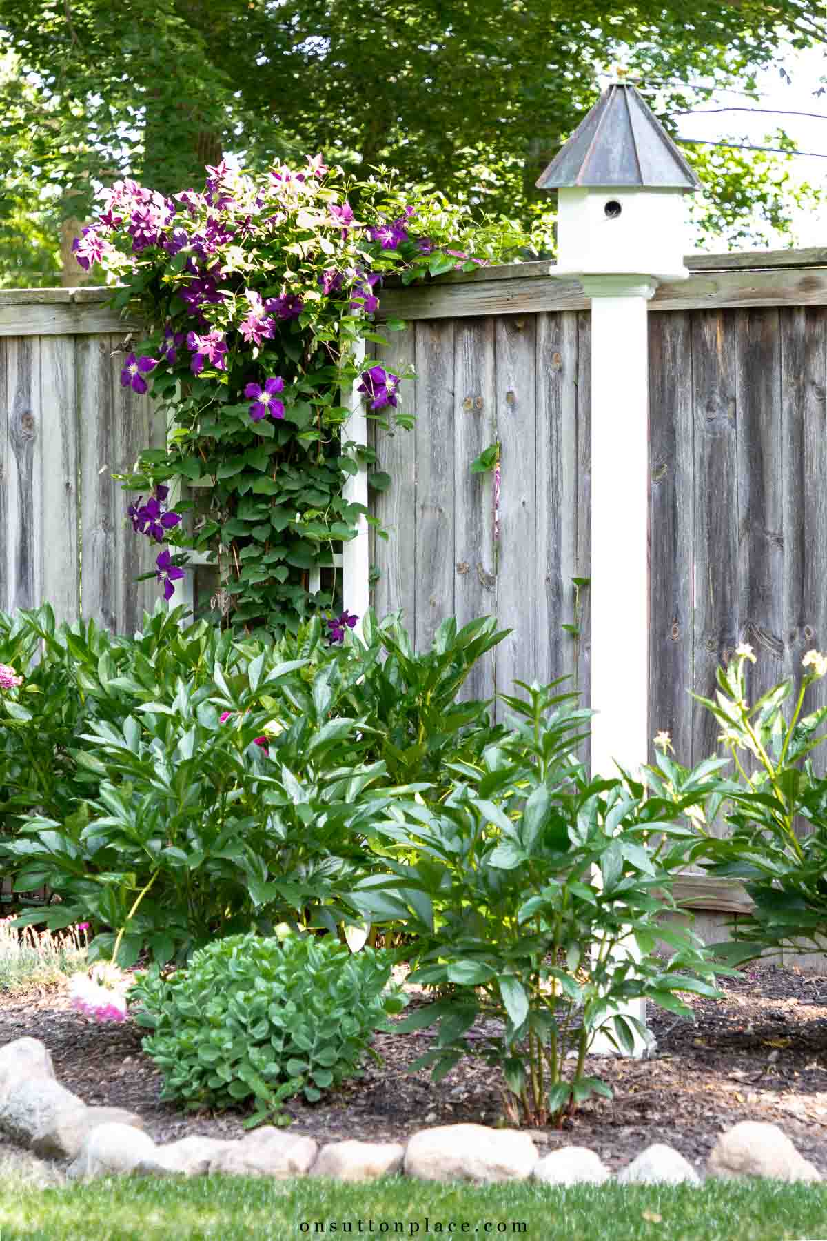 octavian birdhouse in garden with clematis on trellis