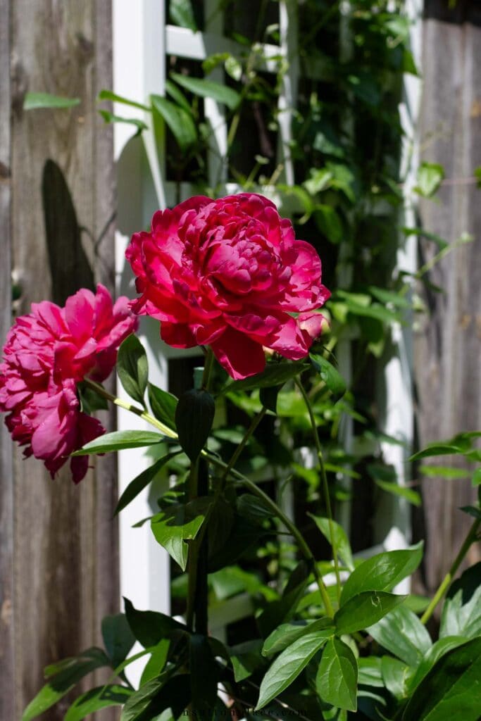hot pink peony plant in summer garden