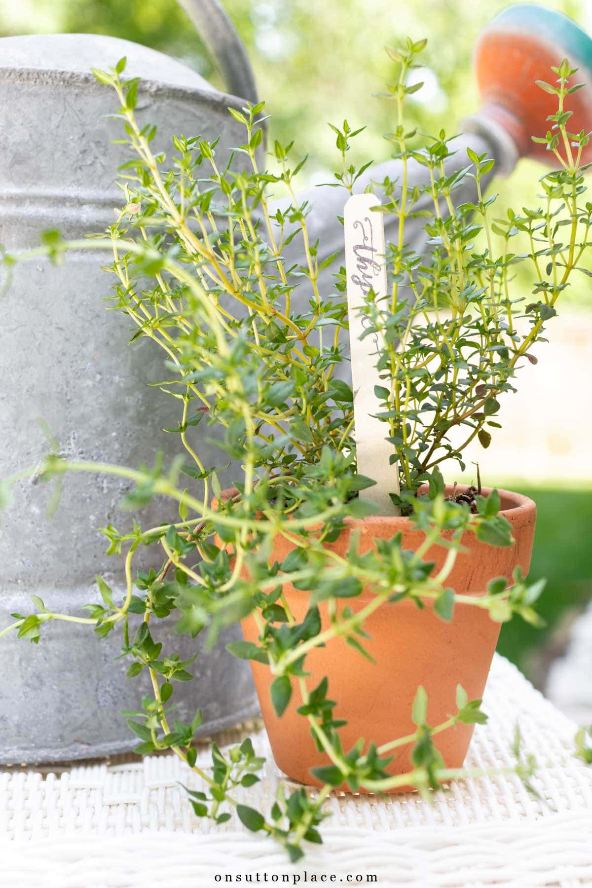 thyme plant in terra cotta pot with herb marker in front of galvanized watering can
