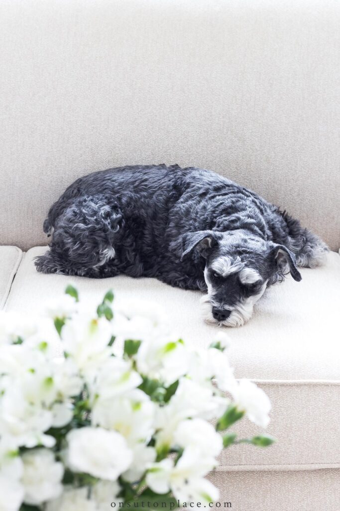 miniature schnauzer on sofa 2021