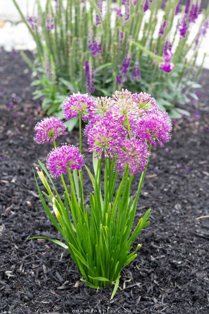 allium millenium on sutton place blog