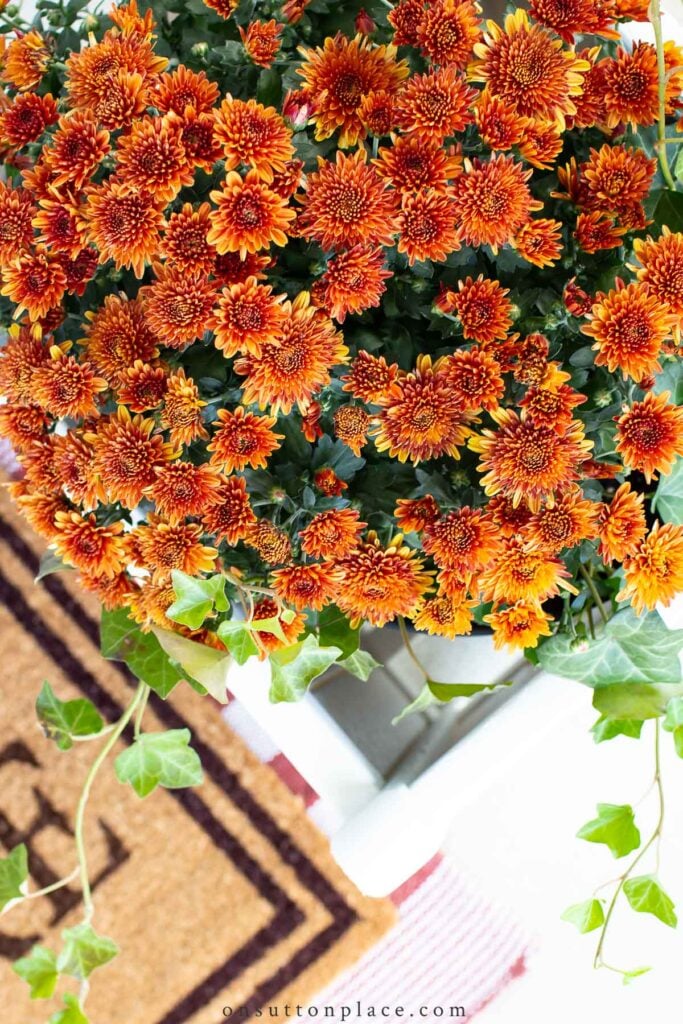 russet mums in planter by doormat