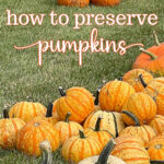 how to preserve pumpkins from rotting pumpkins in field of grass tall pin