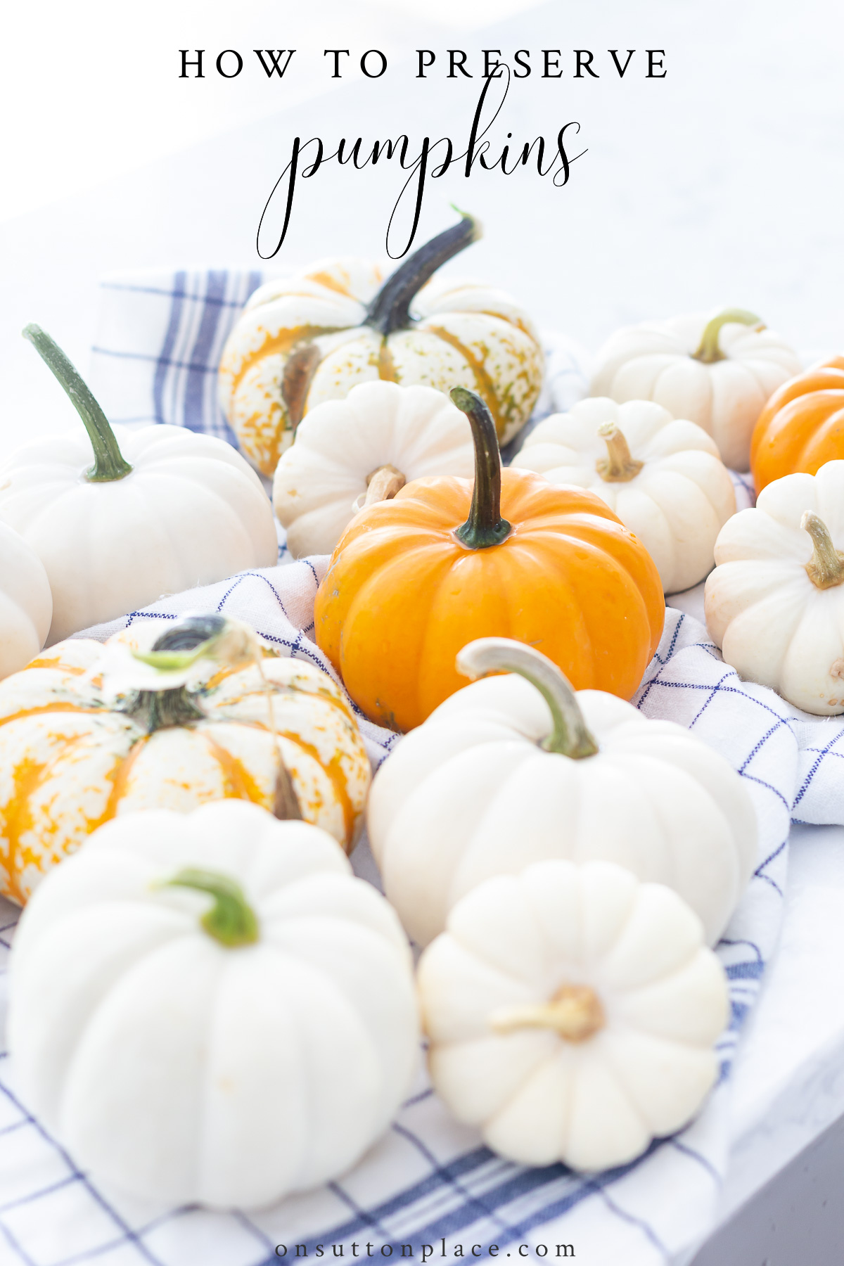 How to Preserve Pumpkins & Gourds An Easy & Quick Method