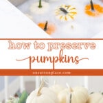 how to preserve pumpkins so they don't rot kitchen sink with suds collage pin