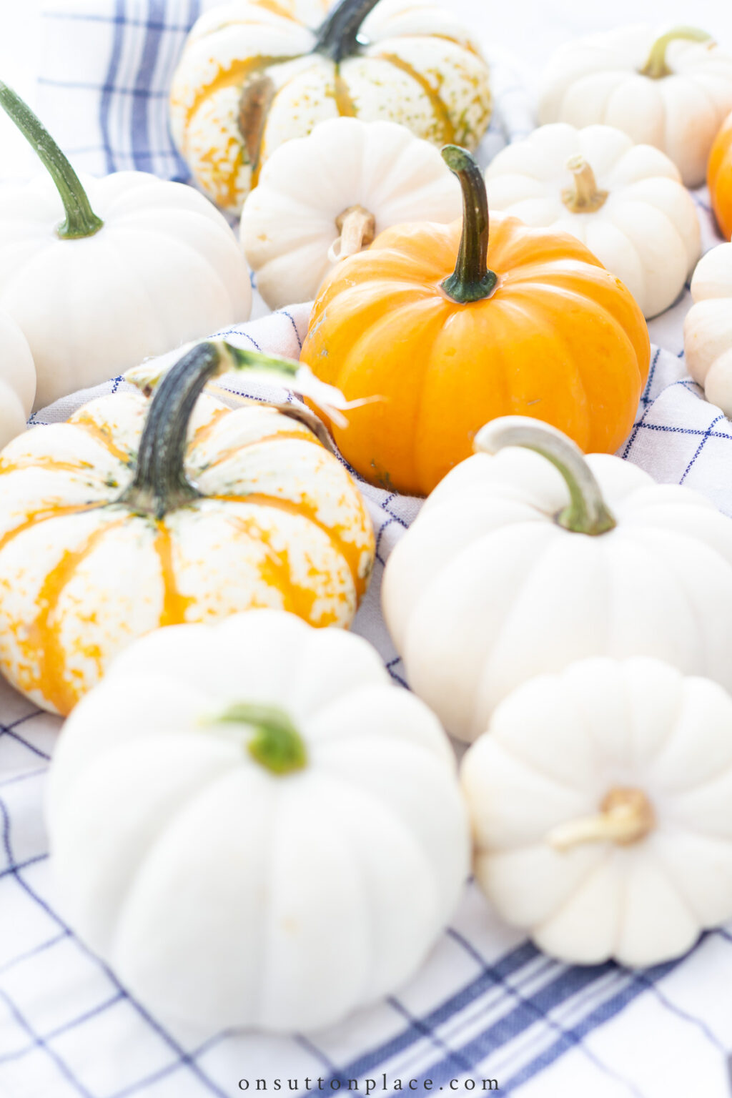 How to Preserve Pumpkins & Gourds An Easy & Quick Method