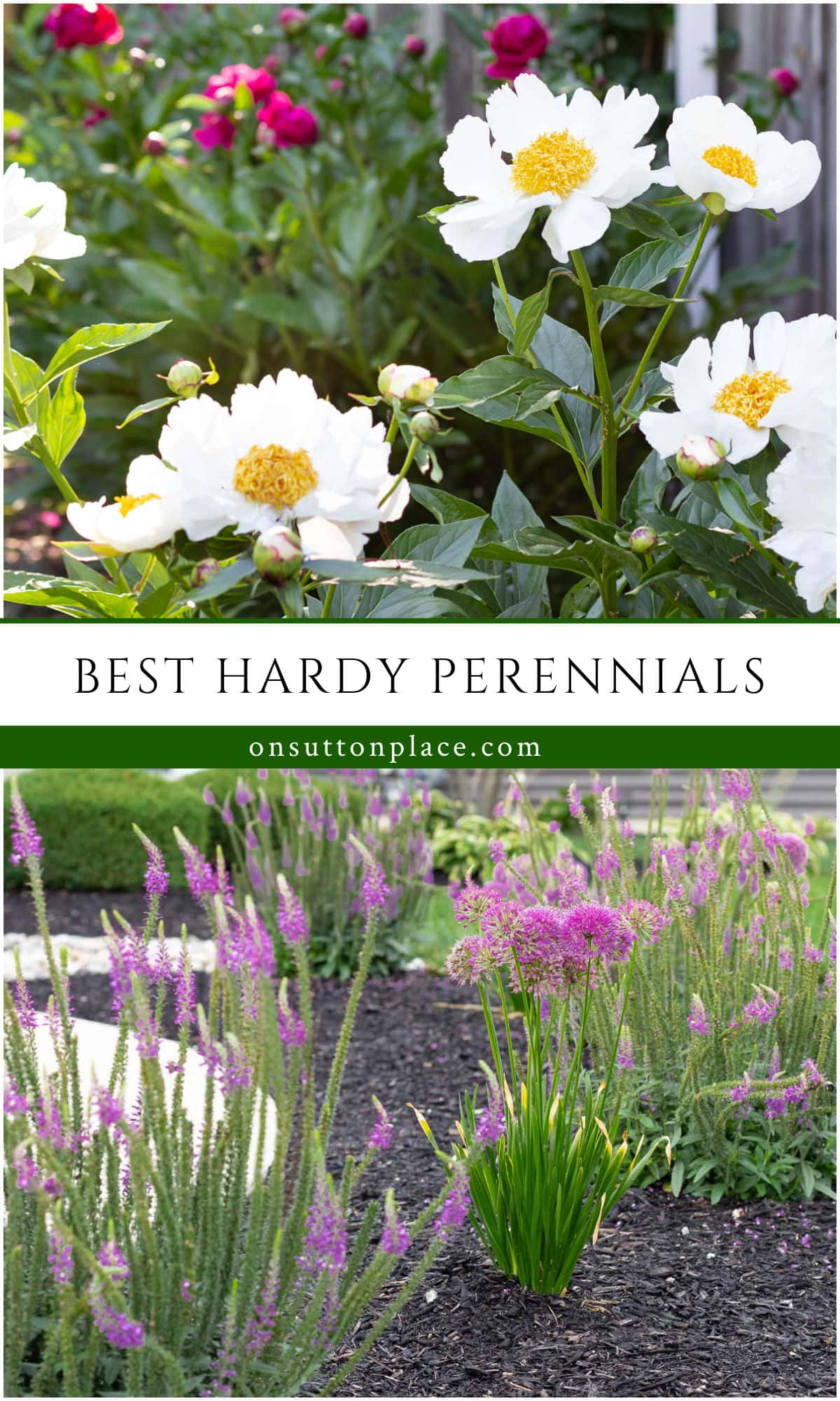 10 Best Hardy Perennial Flowers - On Sutton Place