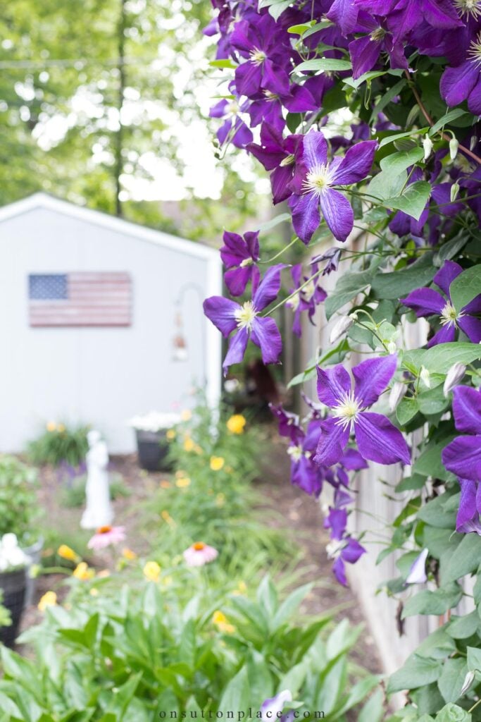 clematis in garden with shed 2023