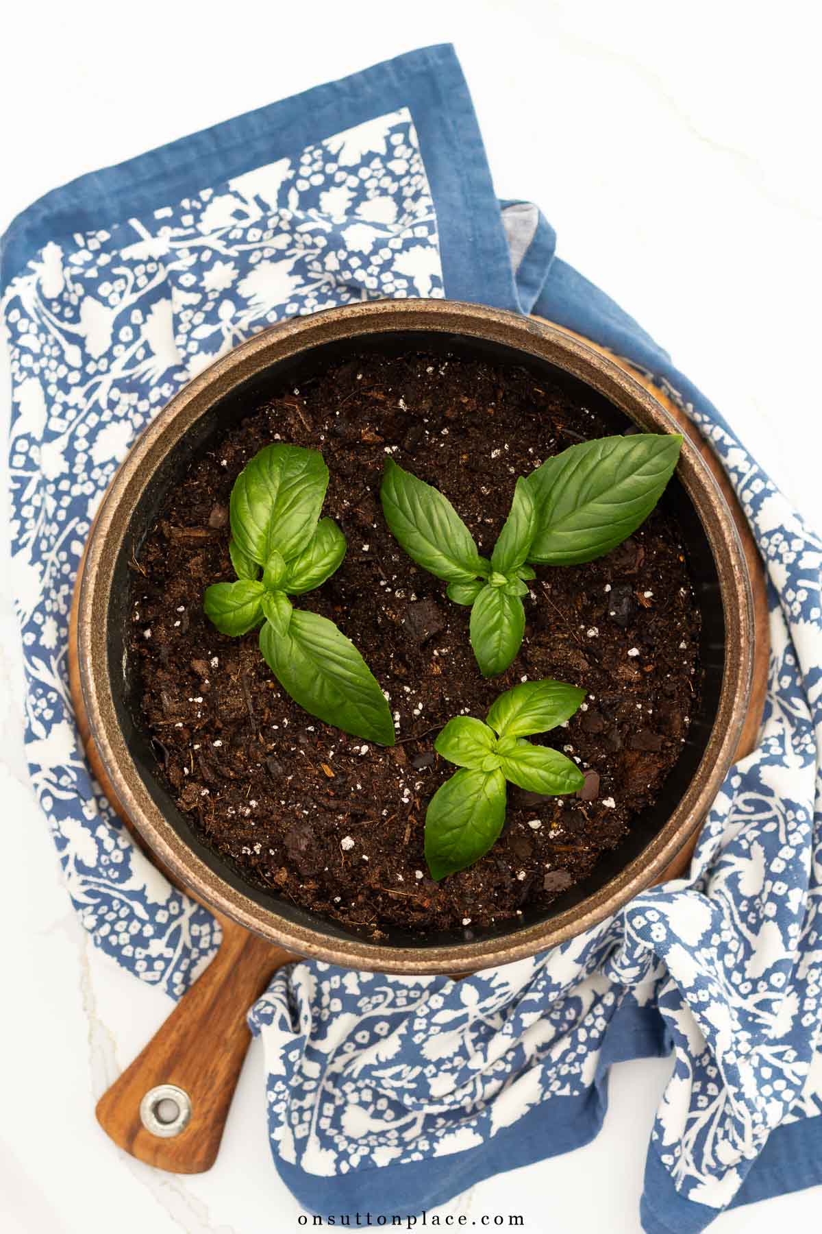 basil cuttings in pot of soil