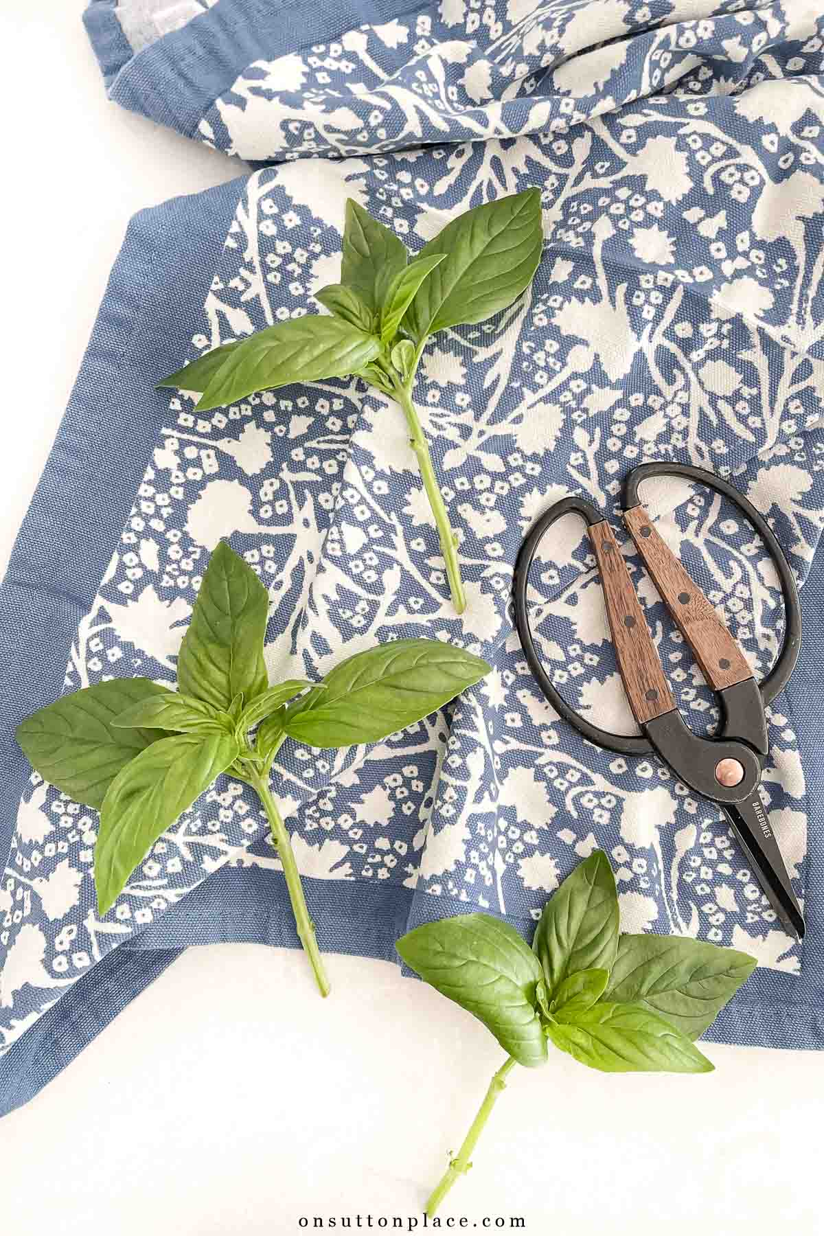 basil cuttings ready to propagate