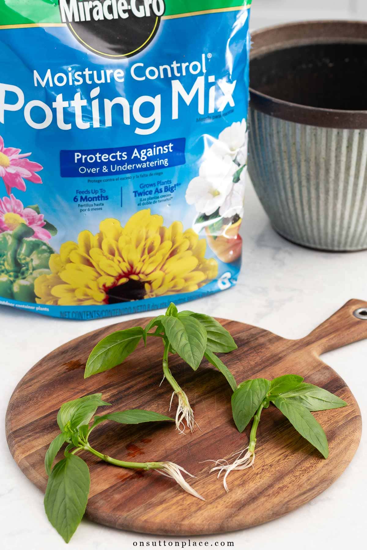 basil cuttings with roots ready to propagate