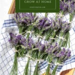 basket of lavender bunches healing herbs you can grow at home