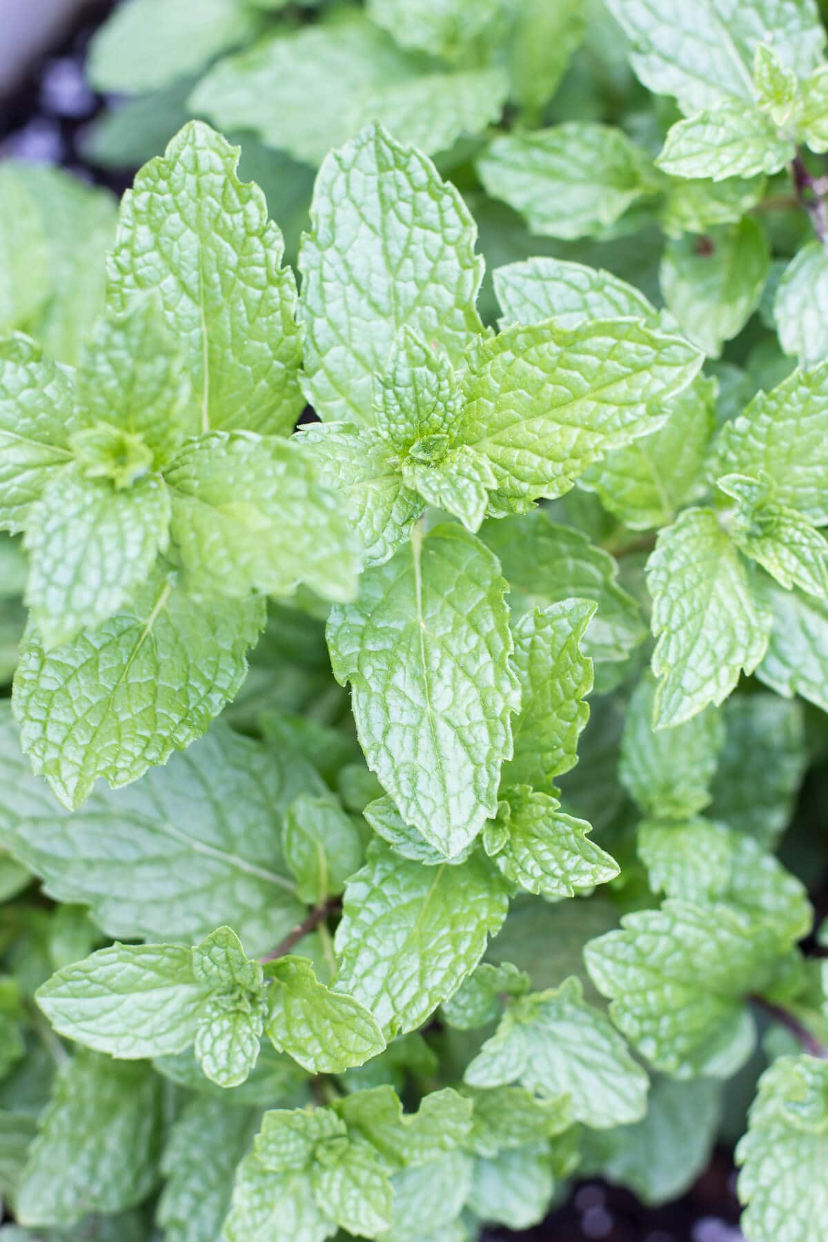 close up of mint plant 2025