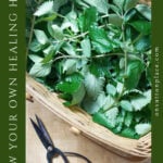 grow your own healing herbs lemon balm in basket pin with side text