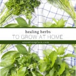 healing herbs to grow at home collage 2025