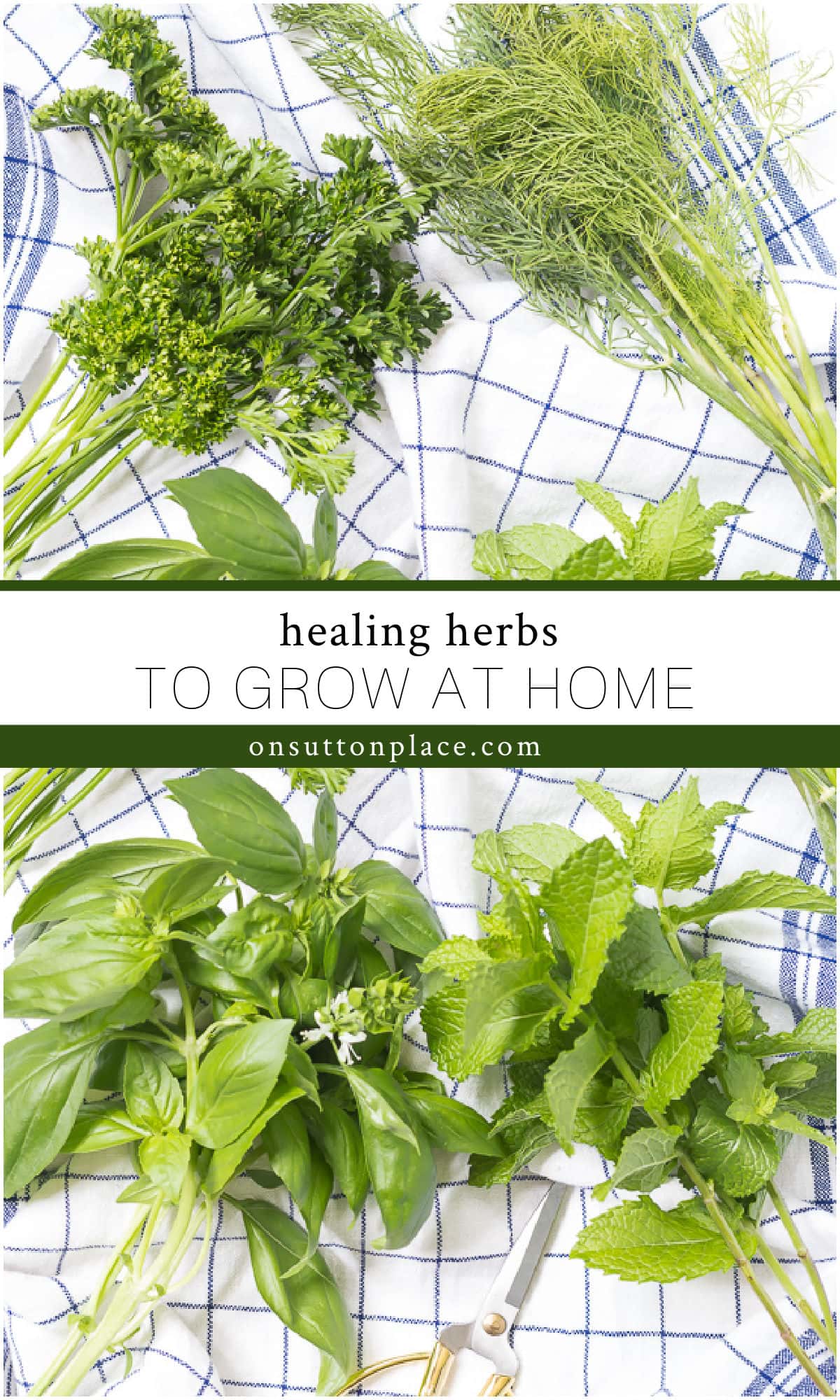 Healing Herbs You Can Grow At Home - On Sutton Place