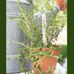 healing herbs to grow at home thyme in terra cotta pot pin with border