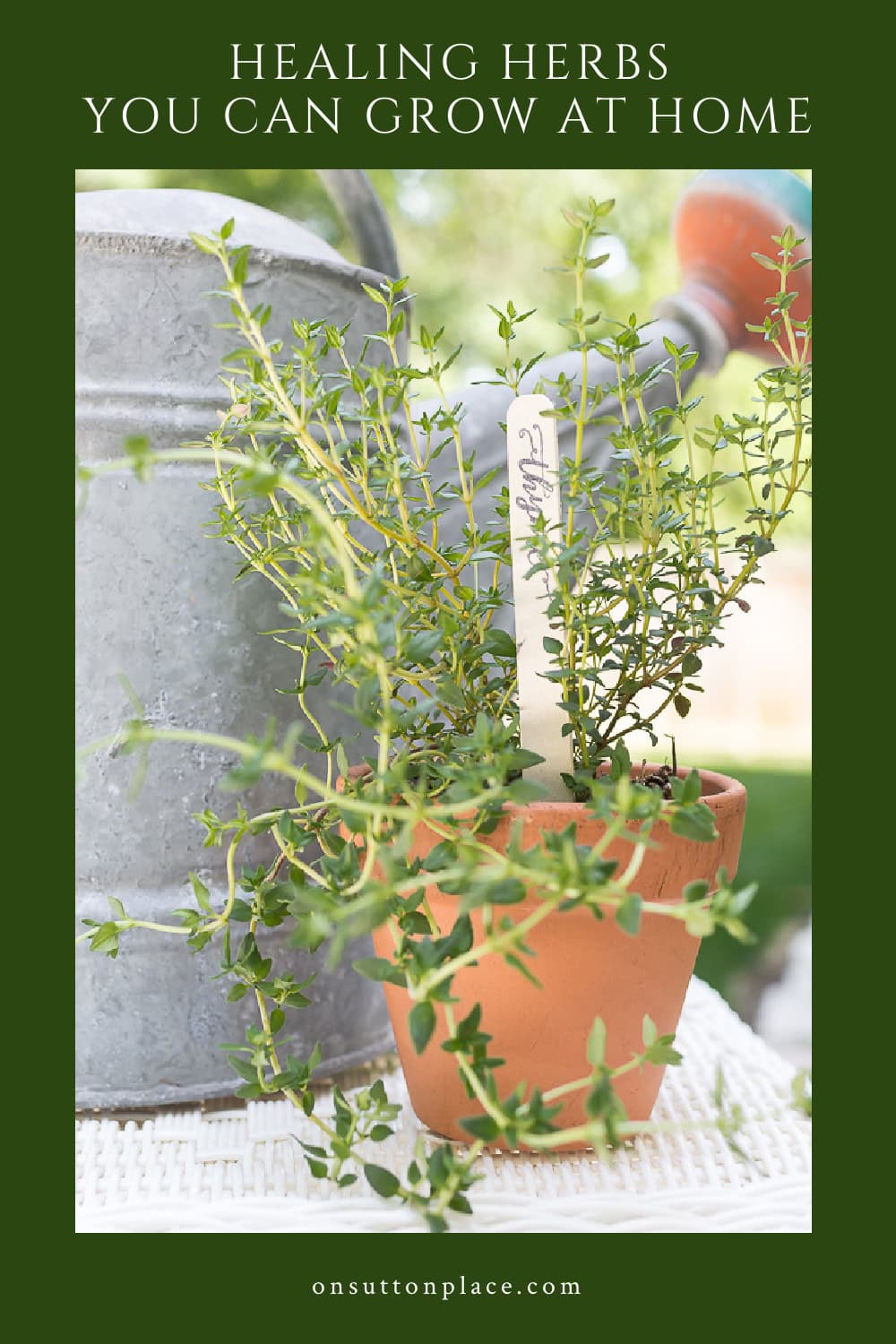 Healing Herbs You Can Grow At Home - On Sutton Place