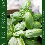 how to grow basil pin with side text