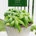 how to grow basil pin with text box