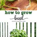 how to grow basil tall collage pin