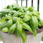 how to grow basil tall pin 2025