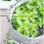 how to grow mint plant pin with text 2025