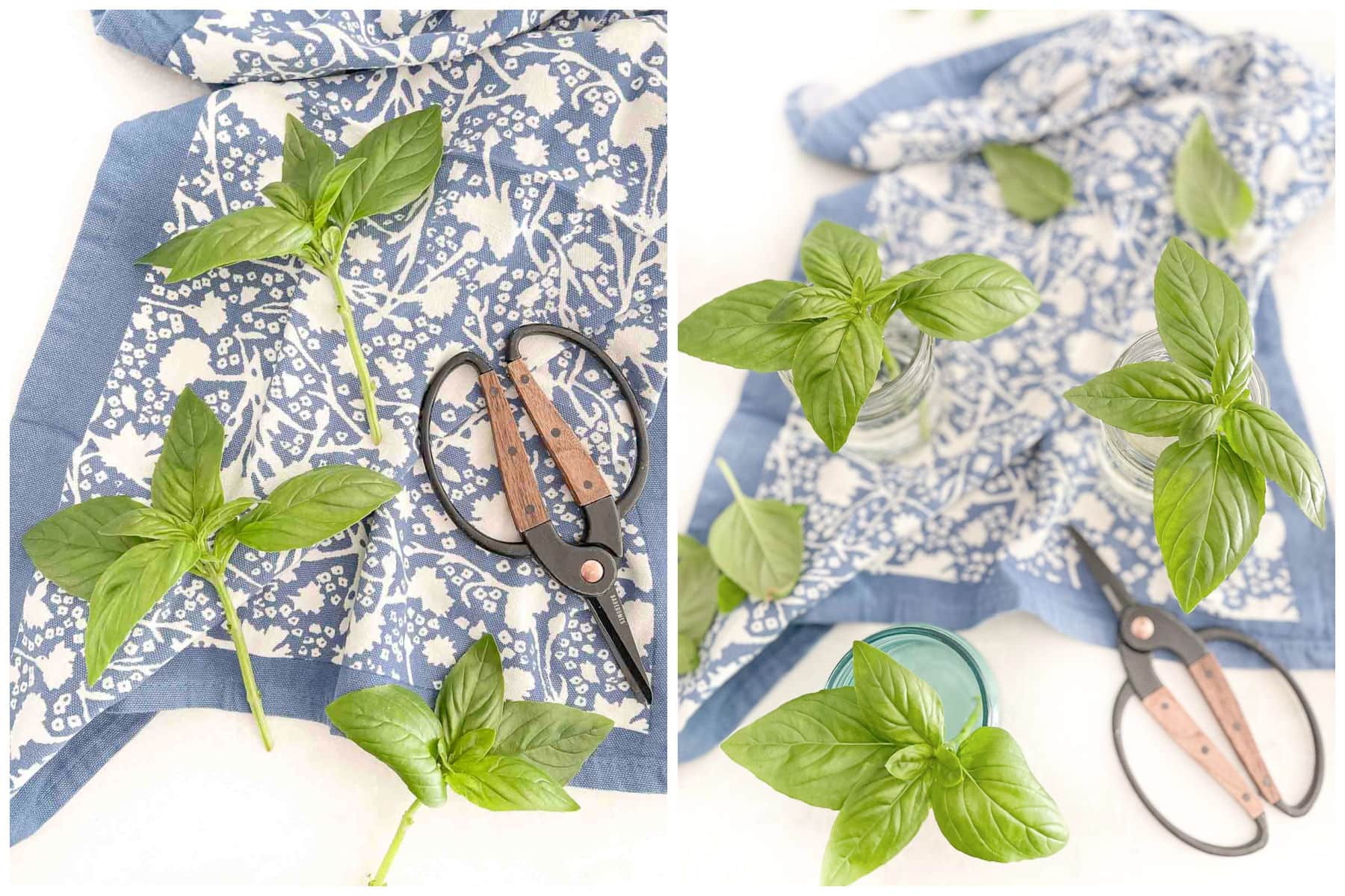 how to propagate basil collage 2025