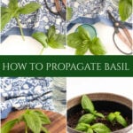 how to propagate basil collage pin 2025