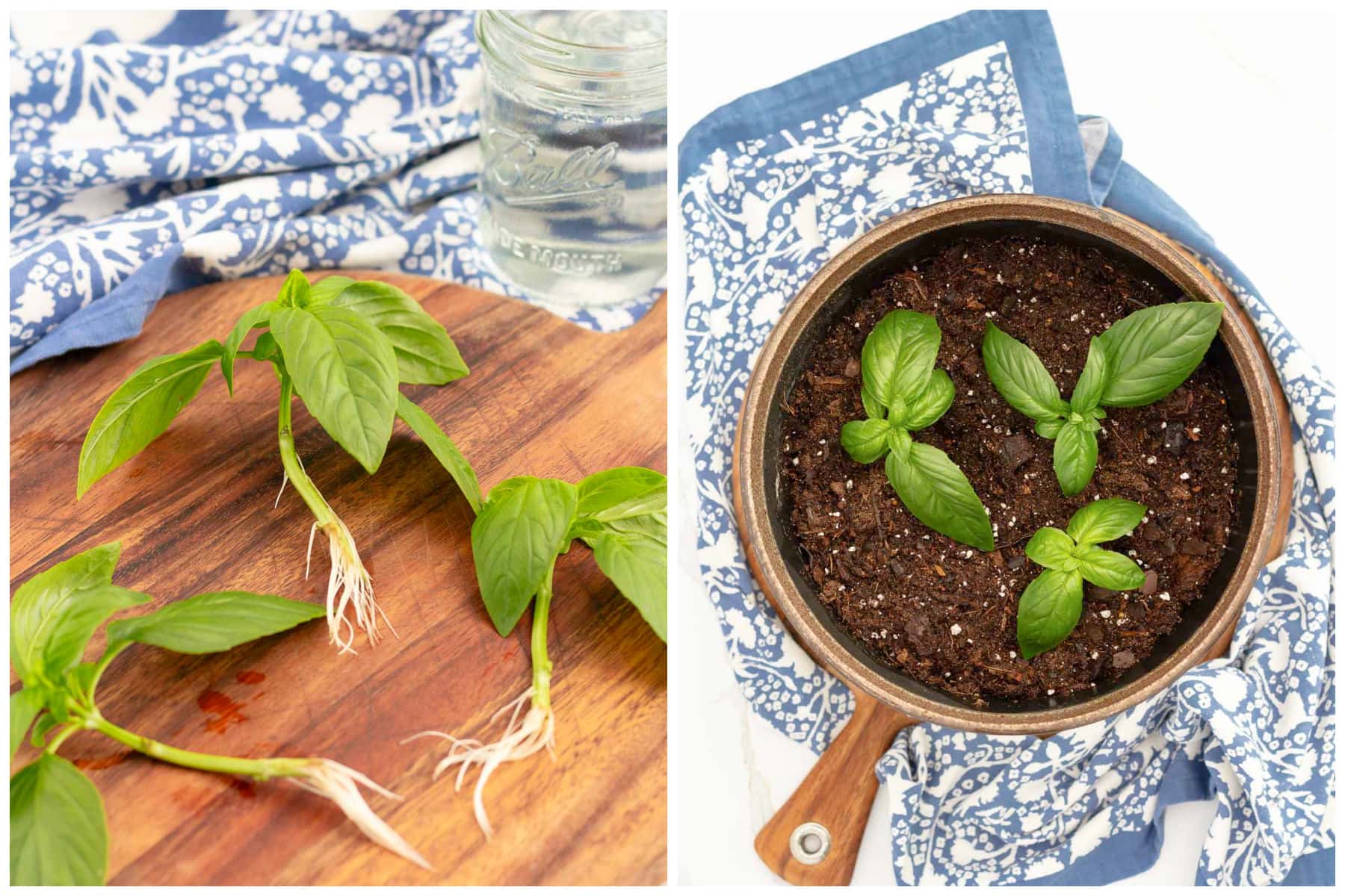 How to Grow Basil - On Sutton Place, image size:1800x1200