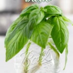 how to propagate basil tall pin 2025