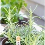 how to use herbs for feeling better pin with text