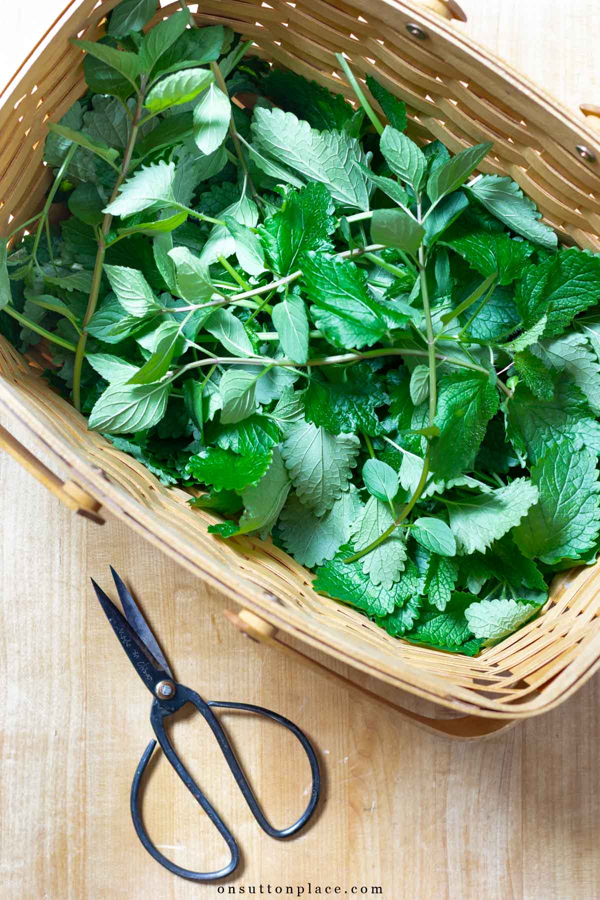 lemon balm leaves in longaberger basket dried herbal tea